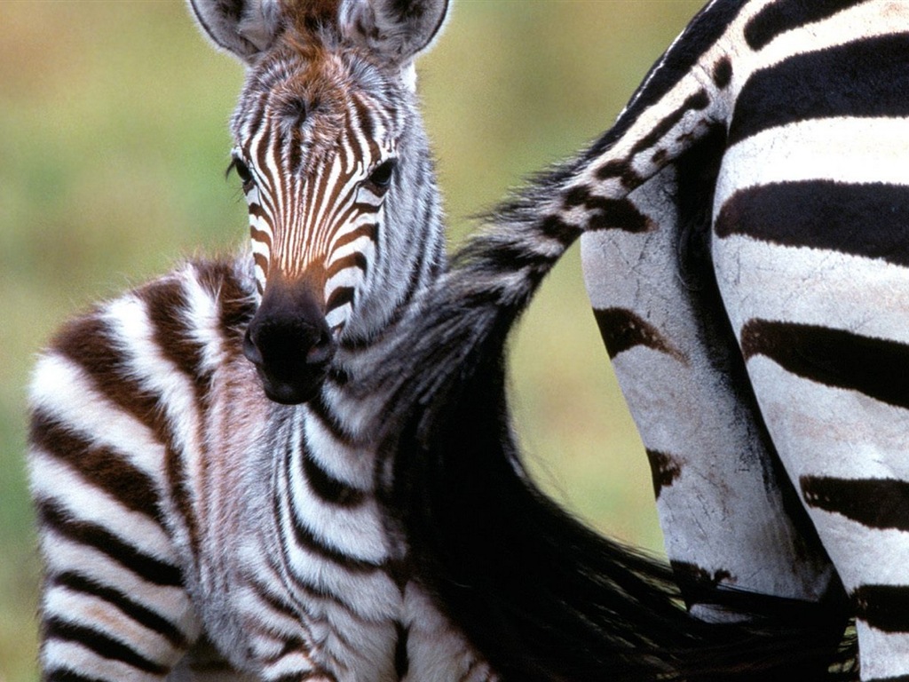 Animal rayé noir et blanc, zèbre fonds d'écran HD #10 - 1024x768