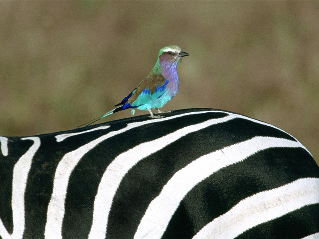 Černá a bílá pruhované zvíře, zebra HD tapety na plochu #13 - 1024x768