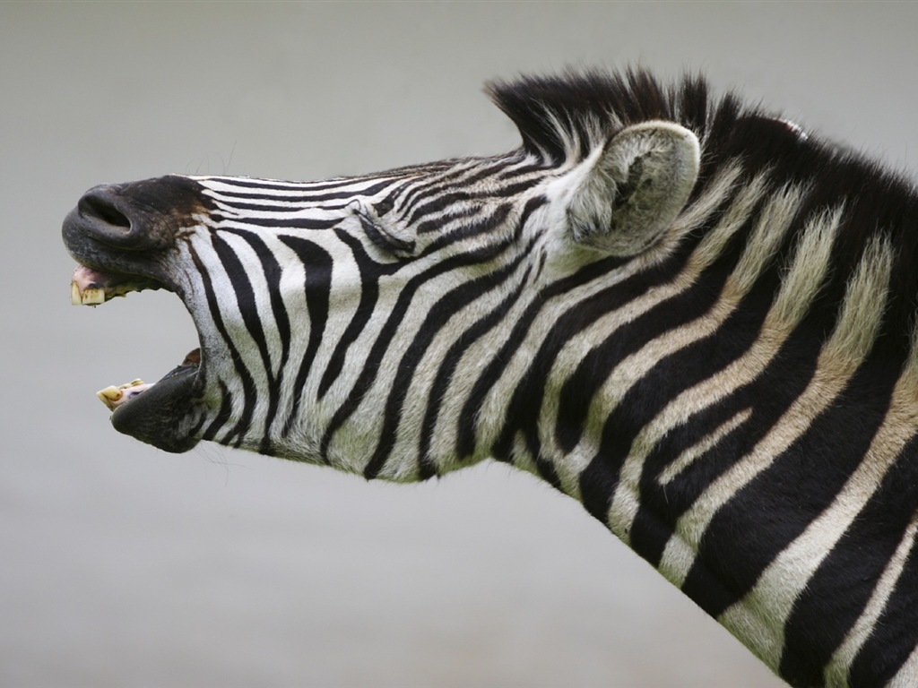 Schwarz-weiß gestreifte Tier, Zebra HD Wallpaper #14 - 1024x768
