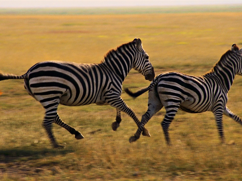 Černá a bílá pruhované zvíře, zebra HD tapety na plochu #15 - 1024x768