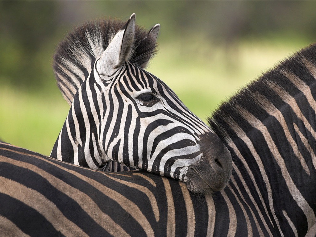 Černá a bílá pruhované zvíře, zebra HD tapety na plochu #16 - 1024x768