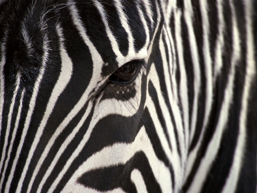 黑白條紋的動物，斑馬高清壁紙 #17 - 1024x768