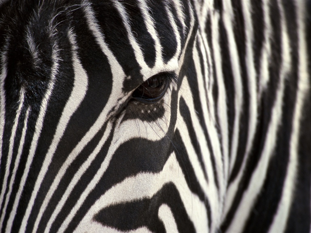 Animal rayé noir et blanc, zèbre fonds d'écran HD #17 - 1024x768