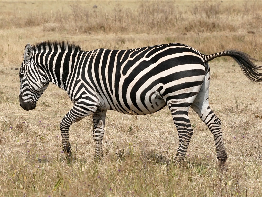 Schwarz-weiß gestreifte Tier, Zebra HD Wallpaper #18 - 1024x768