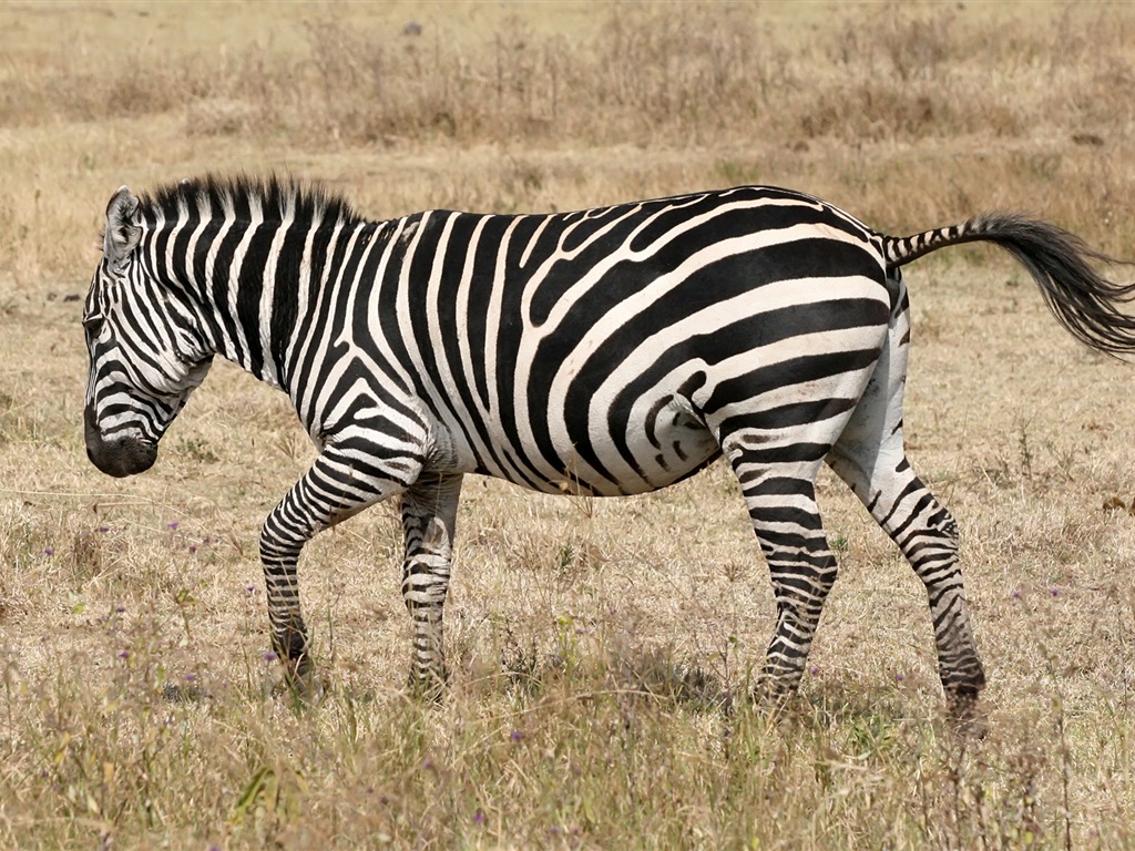 Černá a bílá pruhované zvíře, zebra HD tapety na plochu #18 - 1024x768