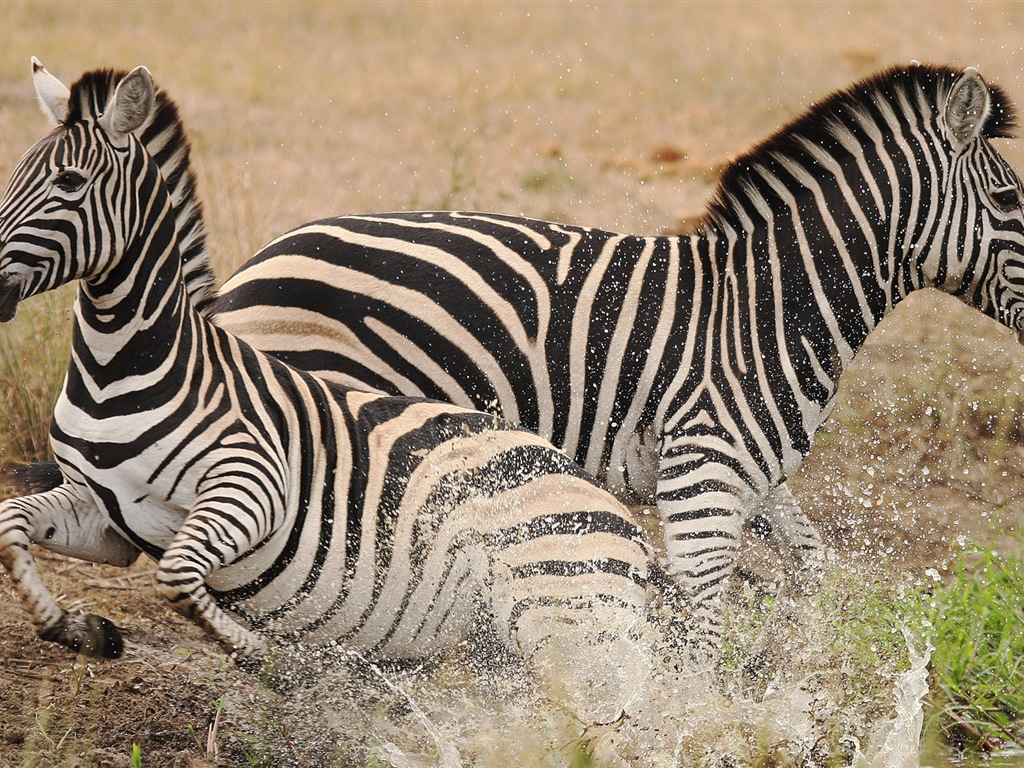 黒と白の縞模様の動物、ゼブラHDの壁紙 #19 - 1024x768