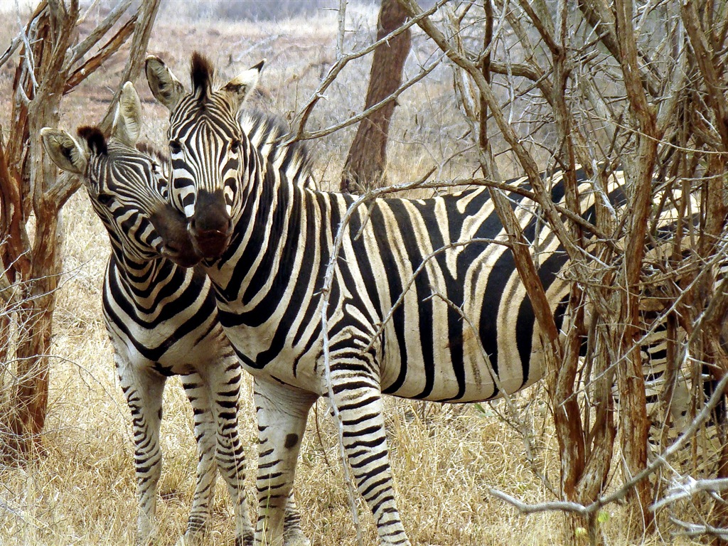 Schwarz-weiß gestreifte Tier, Zebra HD Wallpaper #20 - 1024x768