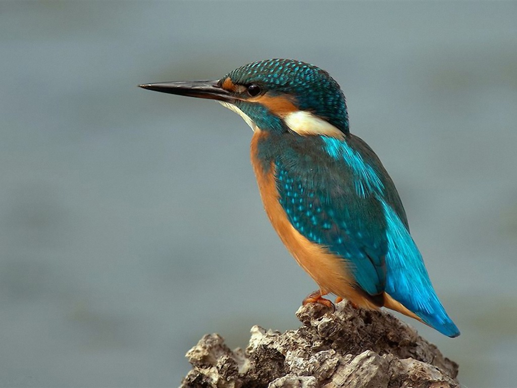 Fondos de pantalla de patrón de pesca, el martín pescador HD #5 - 1024x768