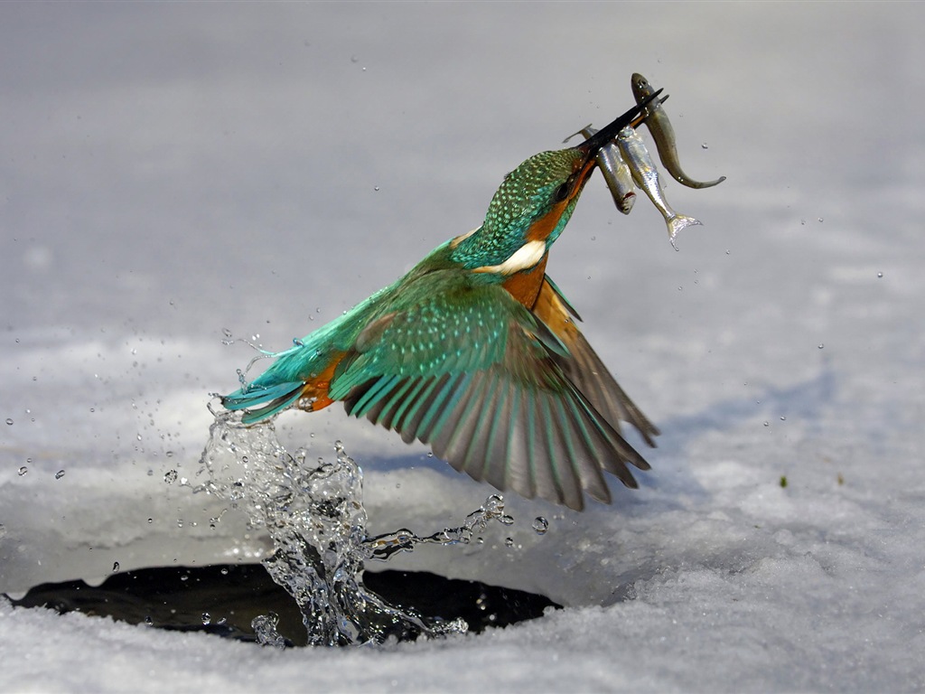 捕魚高手，翠鳥高清壁紙 #7 - 1024x768