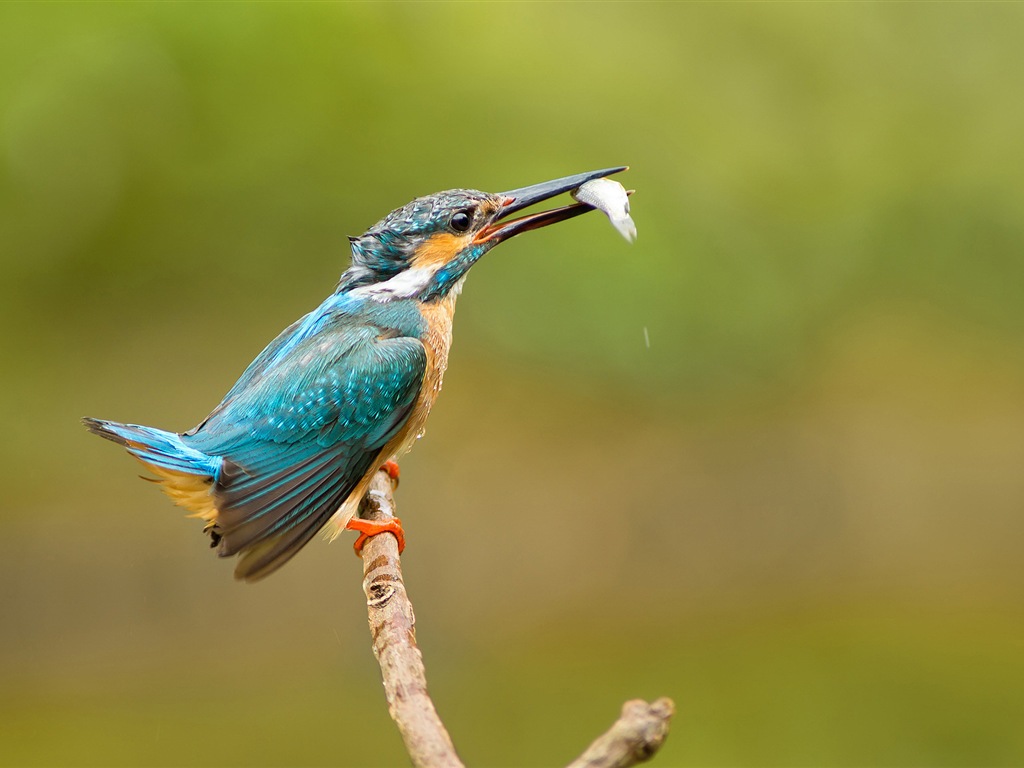 Fishing master, kingfisher HD wallpapers #9 - 1024x768