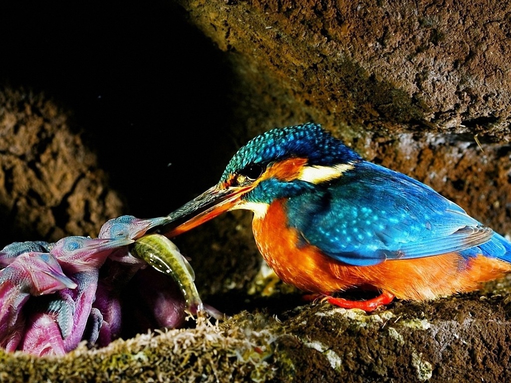 捕魚高手，翠鳥高清壁紙 #11 - 1024x768