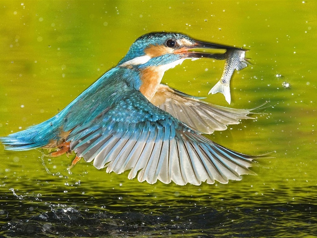 捕魚高手，翠鳥高清壁紙 #12 - 1024x768