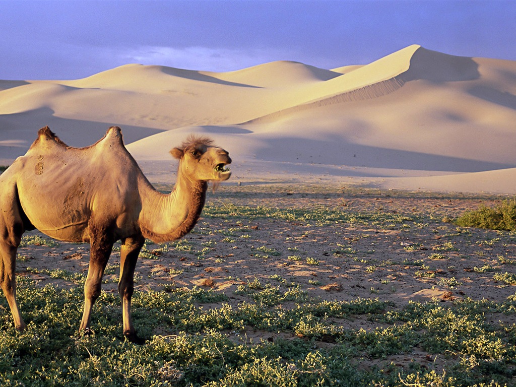 動物的世界，Windows 8 全景寬屏壁紙 #5 - 1024x768