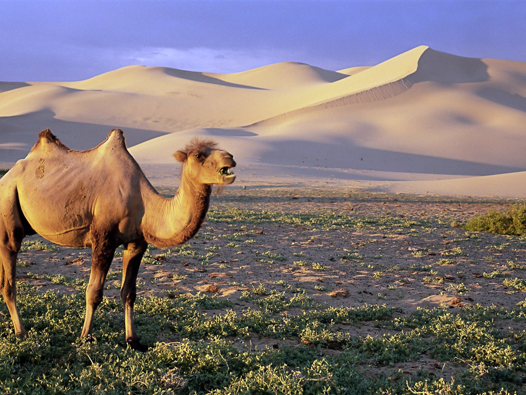 Monde animal, de Windows 8 fonds d'écran widescreen panoramique #5 - 1024x768