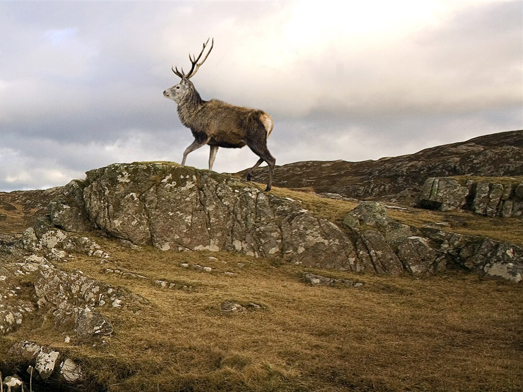 Monde animal, de Windows 8 fonds d'écran widescreen panoramique #6 - 1024x768