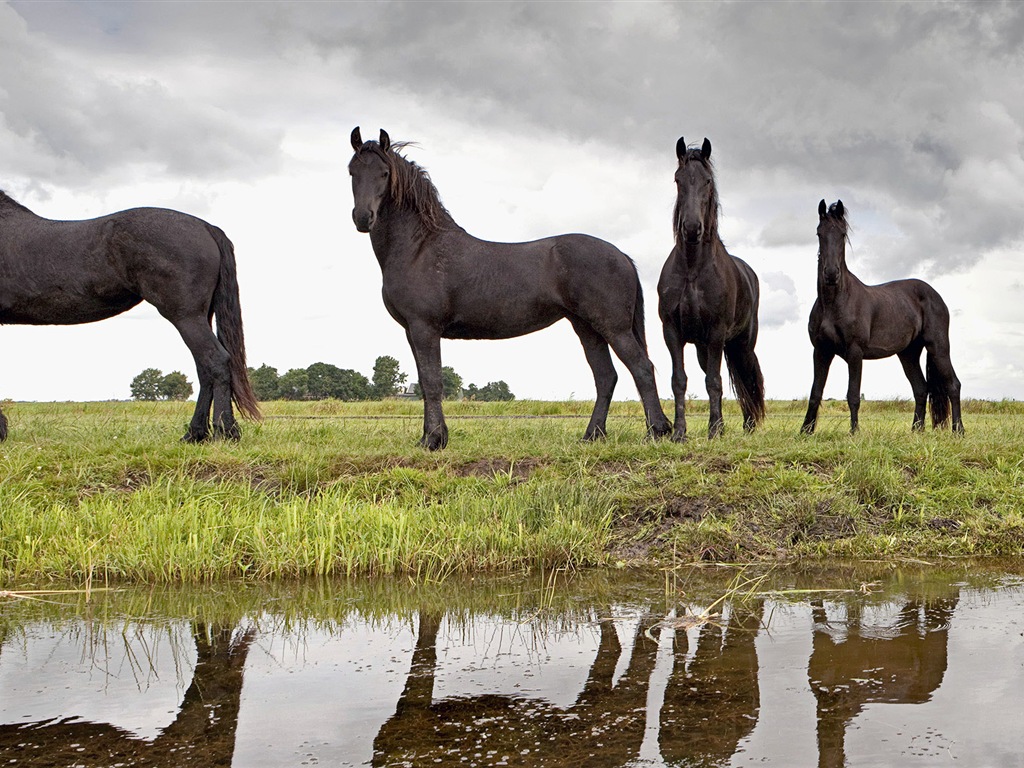 Monde animal, de Windows 8 fonds d'écran widescreen panoramique #7 - 1024x768