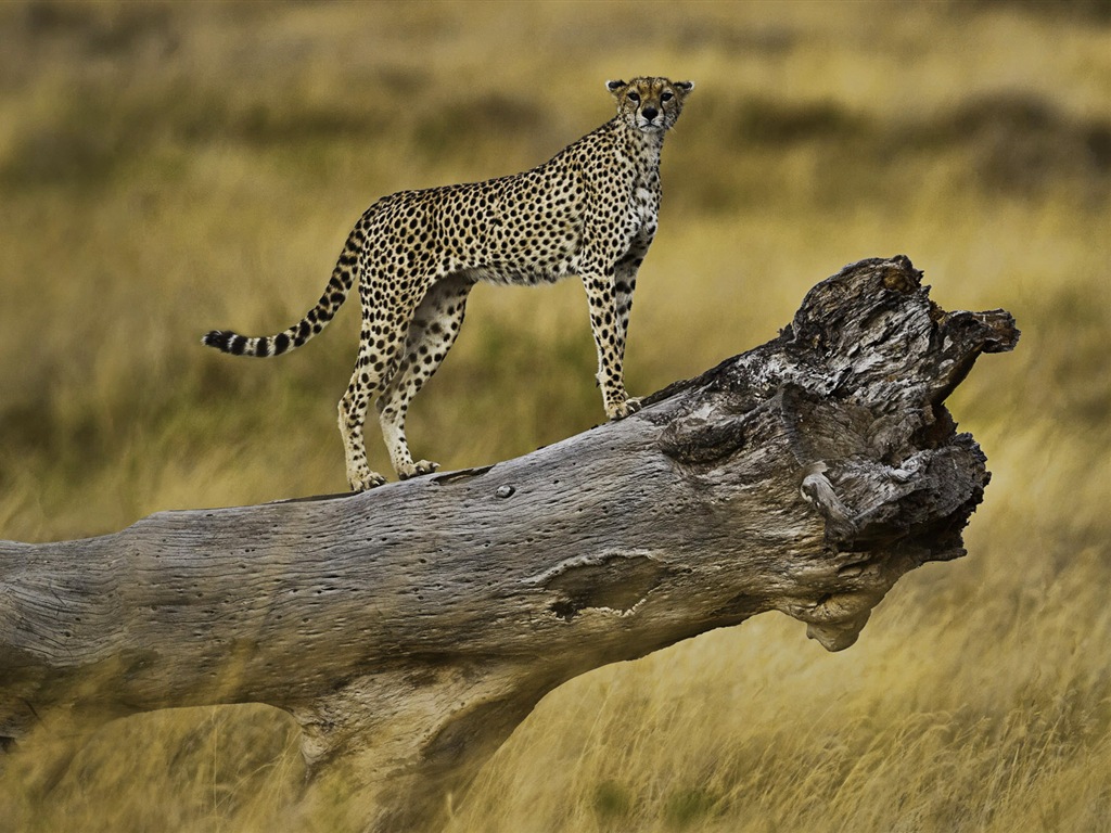 Mundo de los animales, de Windows 8 fondos de pantalla de pantalla ancha panorámica #8 - 1024x768