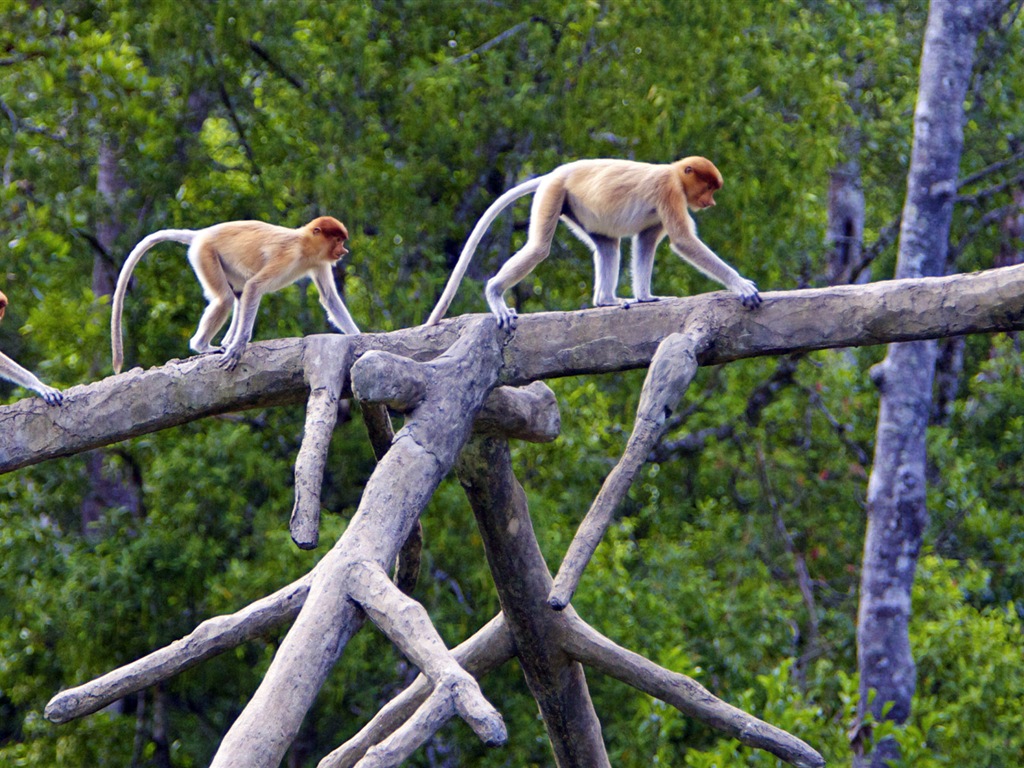 Monde animal, de Windows 8 fonds d'écran widescreen panoramique #10 - 1024x768