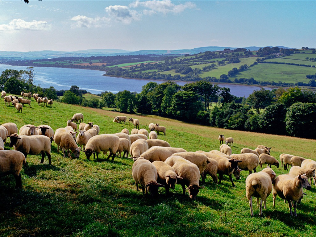 Monde animal, de Windows 8 fonds d'écran widescreen panoramique #12 - 1024x768