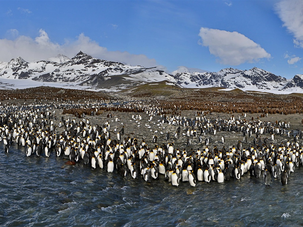 Monde animal, de Windows 8 fonds d'écran widescreen panoramique #13 - 1024x768