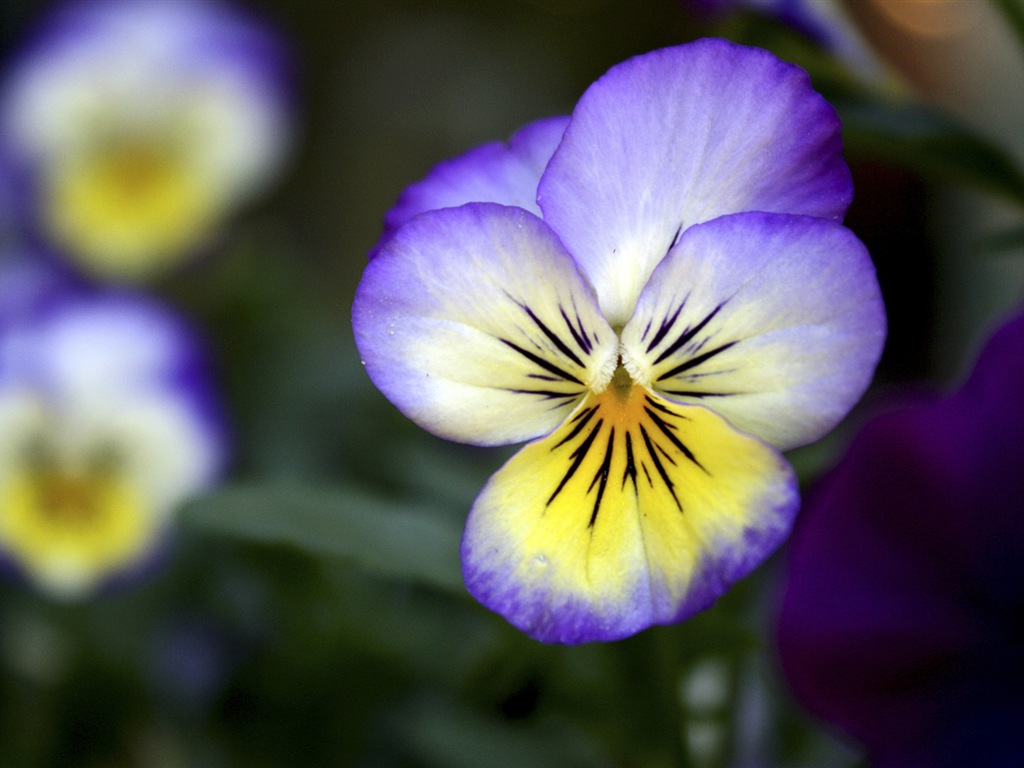 五颜六色的鲜花特写，Windows 8 高清壁纸2 - 1024x768