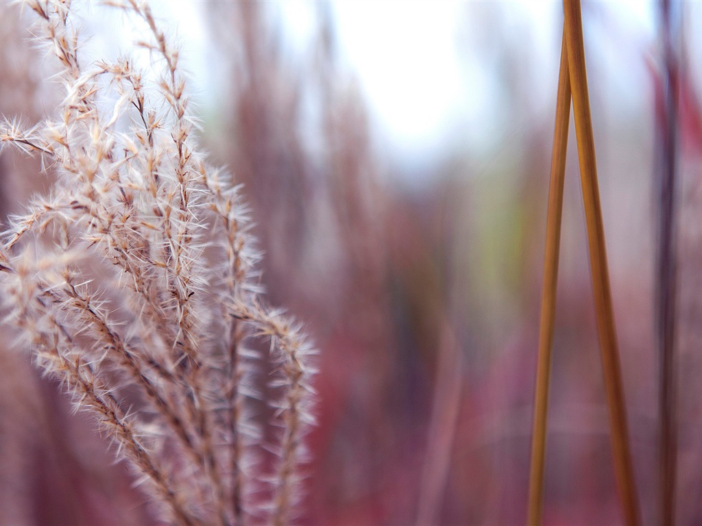 五顏六色的鮮花特寫，Windows 8 高清壁紙 #6 - 1024x768