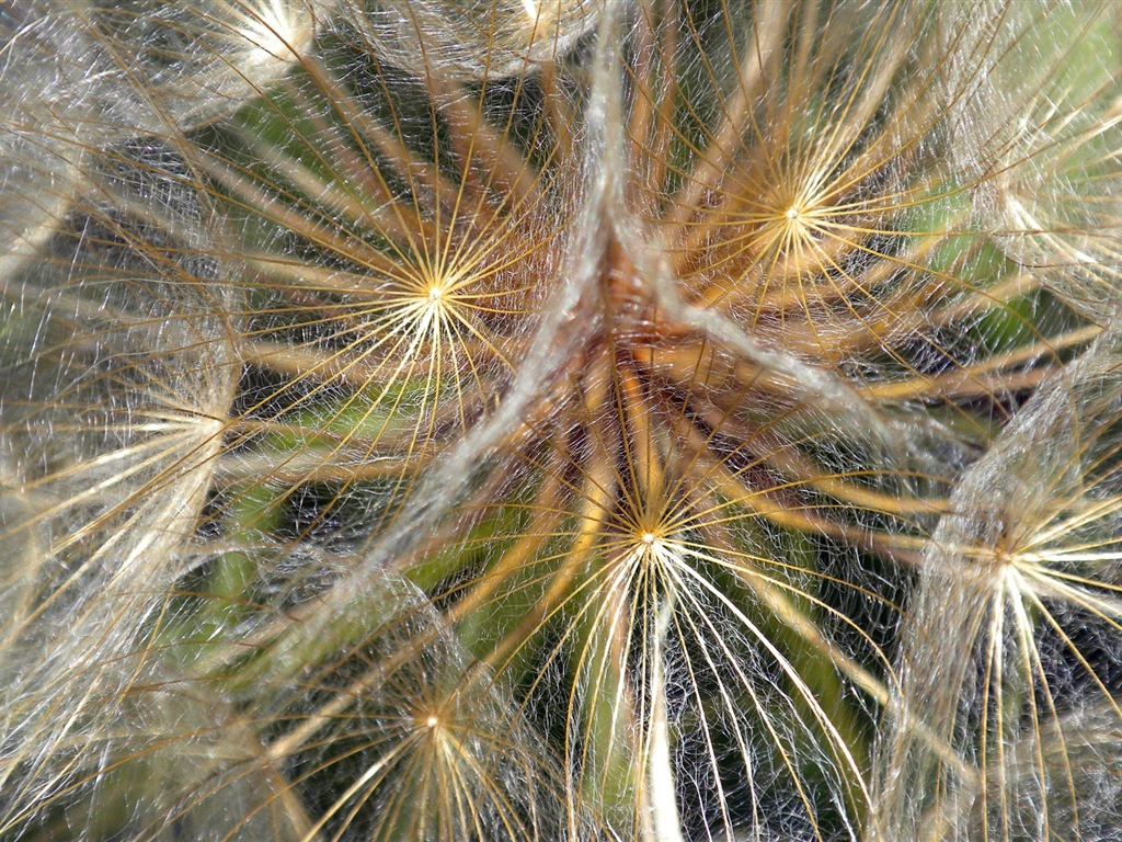 Fleurs colorées close-up, de Windows 8 fonds d'écran HD #7 - 1024x768