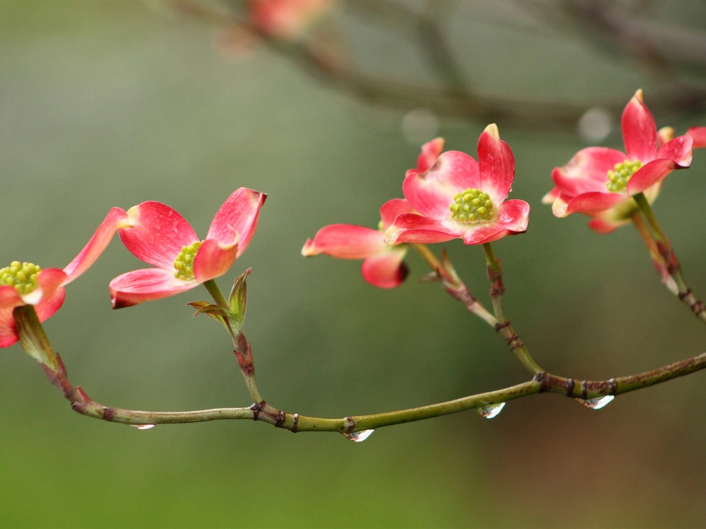 五顏六色的鮮花特寫，Windows 8 高清壁紙 #15 - 1024x768