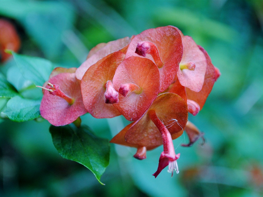 Colorful flowers close-up, Windows 8 HD wallpapers #16 - 1024x768