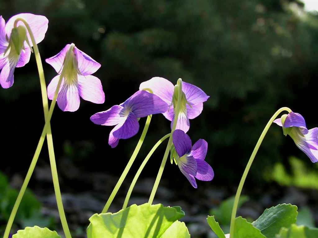 五顏六色的鮮花特寫，Windows 8 高清壁紙 #19 - 1024x768