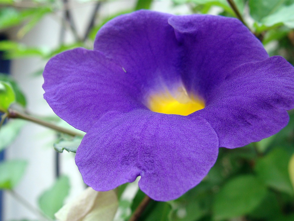 五顏六色的鮮花特寫，Windows 8 高清壁紙 #20 - 1024x768
