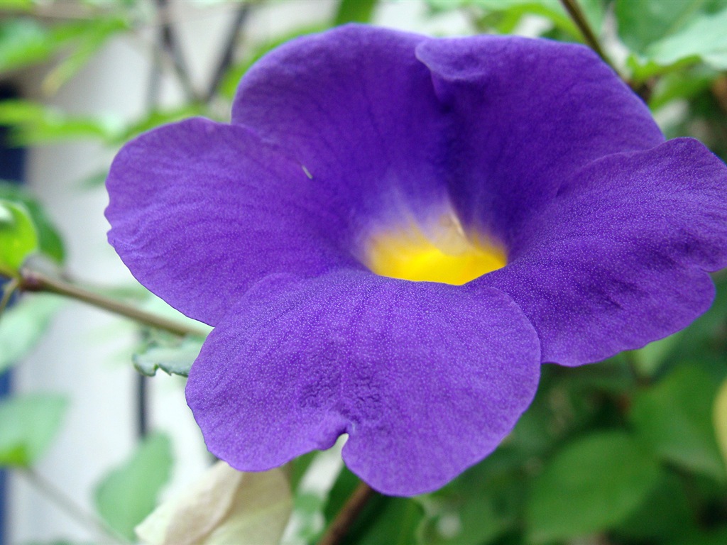 Fleurs colorées close-up, de Windows 8 fonds d'écran HD #20 - 1024x768