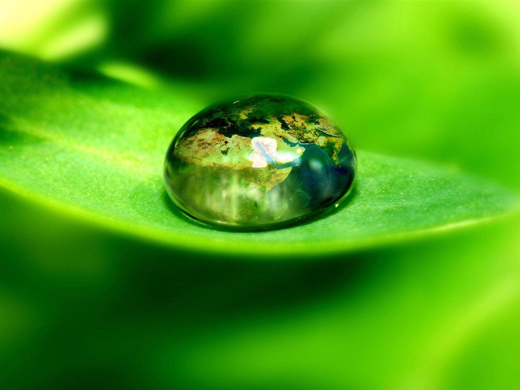 葉子與露珠 高清植物壁紙 #2 - 1024x768