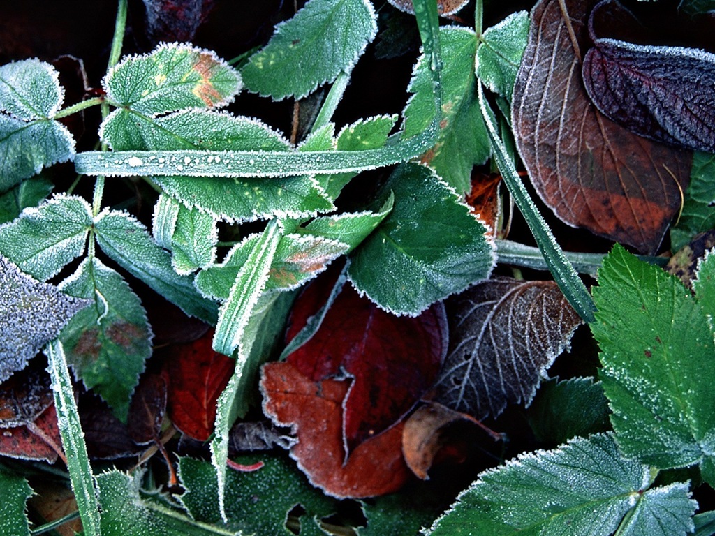 Les feuilles des plantes avec des papiers peints rosée HD #3 - 1024x768