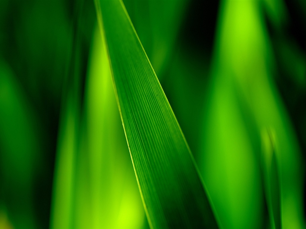 Hojas de las plantas con fondos de pantalla de alta definición de rocío #5 - 1024x768