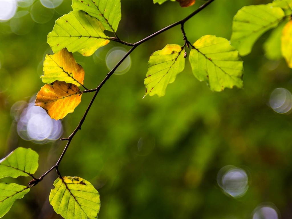 Les feuilles des plantes avec des papiers peints rosée HD #6 - 1024x768