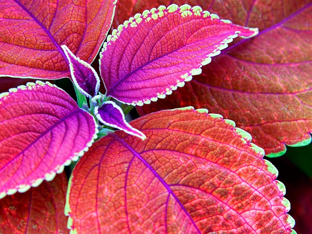 葉子與露珠 高清植物壁紙 #10 - 1024x768