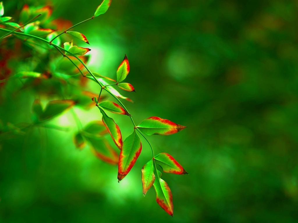 Les feuilles des plantes avec des papiers peints rosée HD #11 - 1024x768