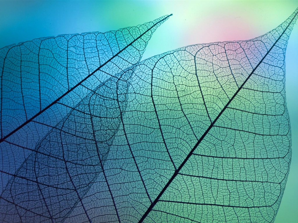葉子與露珠 高清植物壁紙 #13 - 1024x768