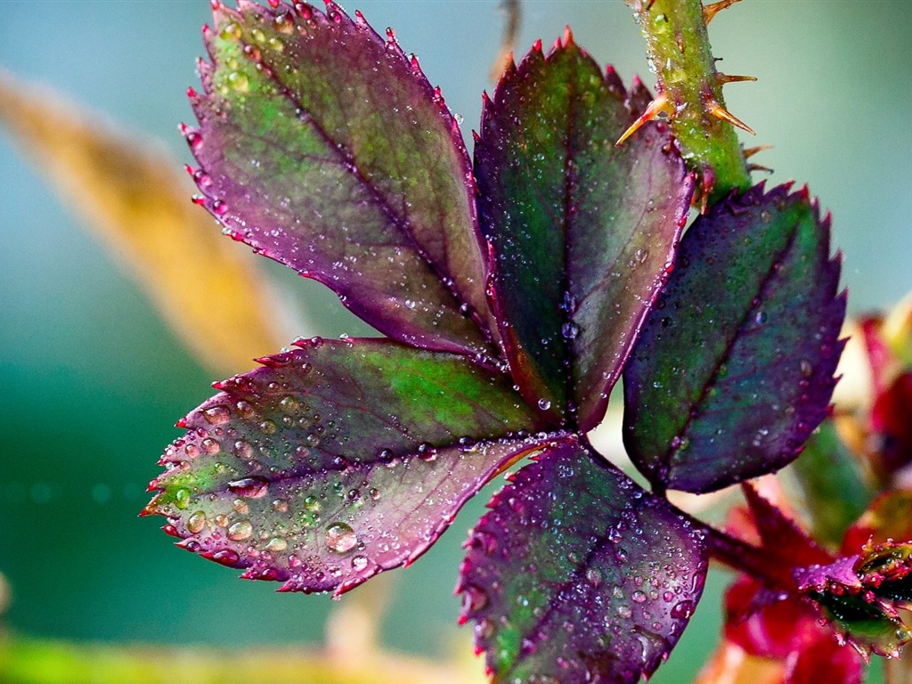 Les feuilles des plantes avec des papiers peints rosée HD #15 - 1024x768