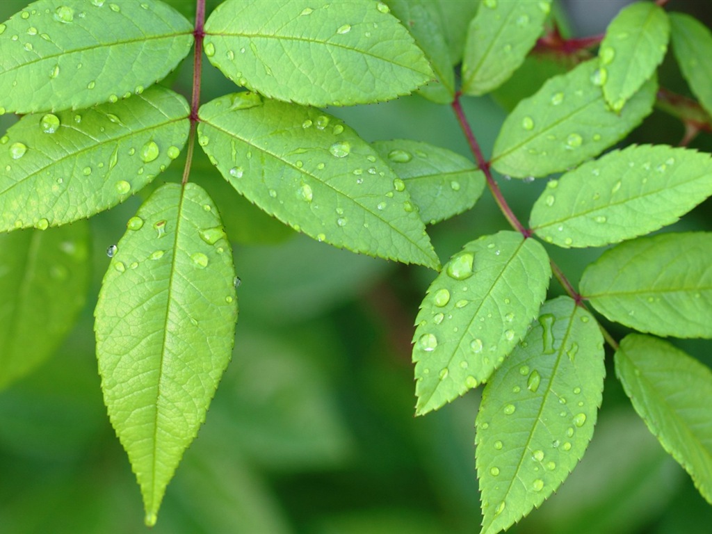 Hojas de las plantas con fondos de pantalla de alta definición de rocío #17 - 1024x768