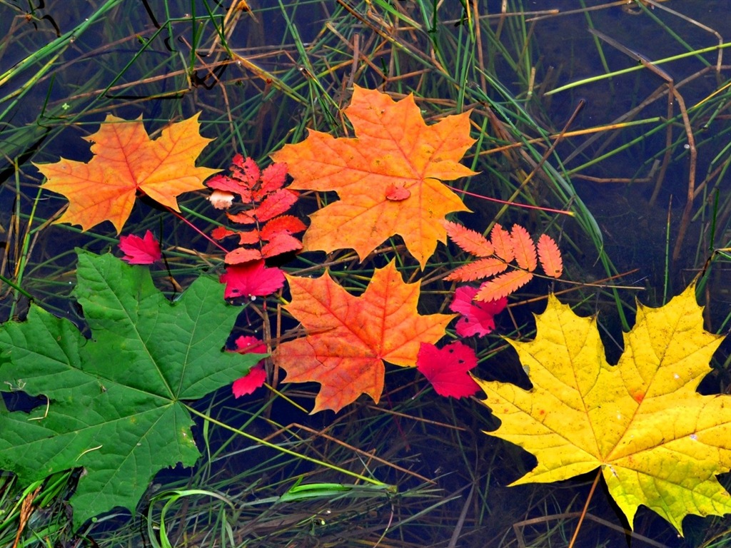 Les feuilles des plantes avec des papiers peints rosée HD #18 - 1024x768