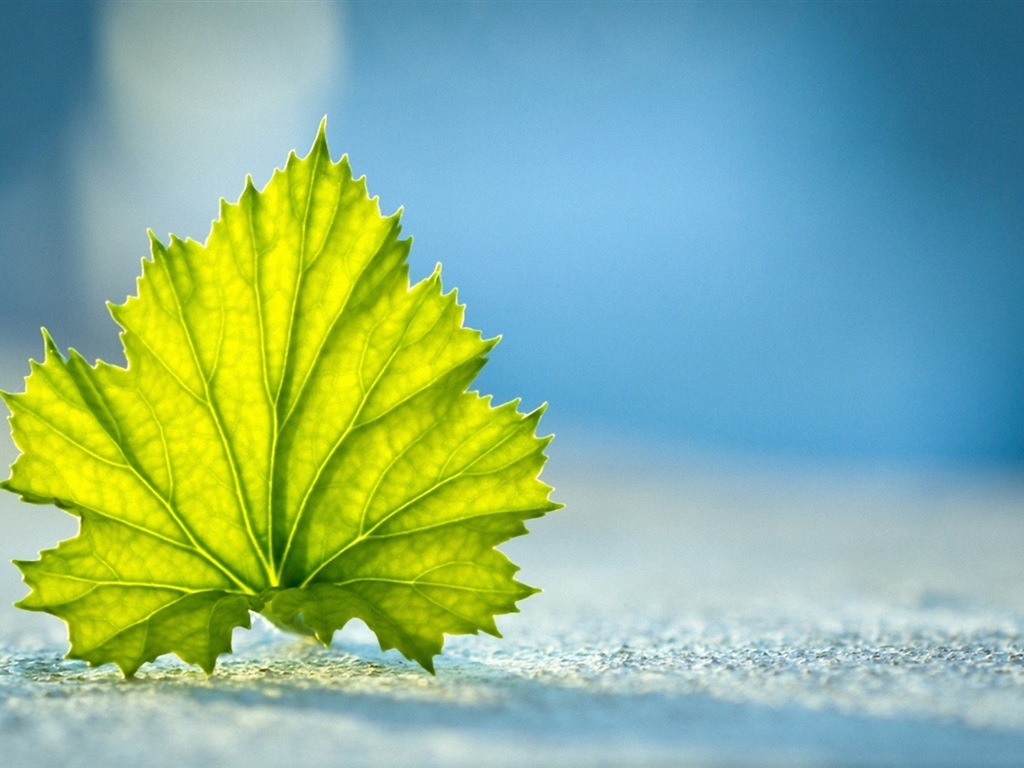 Les feuilles des plantes avec des papiers peints rosée HD #19 - 1024x768