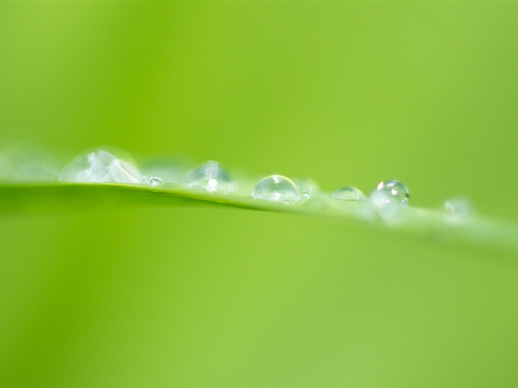葉子與露珠 高清植物壁紙 #20 - 1024x768