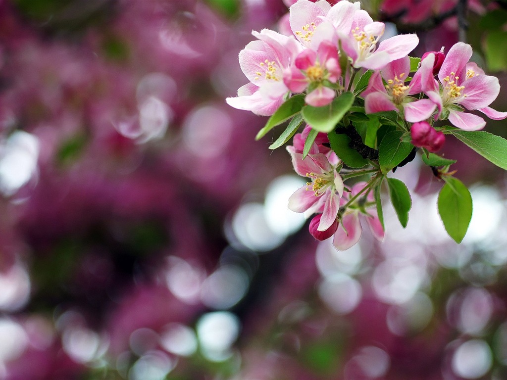 Macro close-up of beautiful flowers HD wallpapers #2 - 1024x768