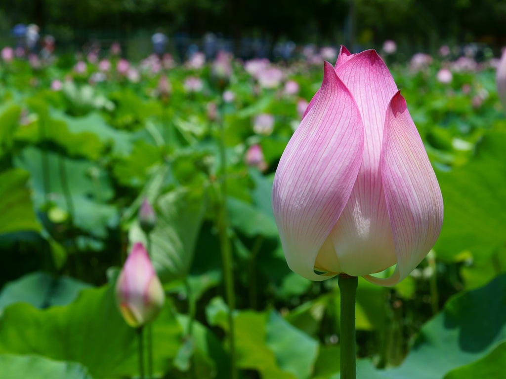 美丽的鲜花 微距特写 高清壁纸6 - 1024x768