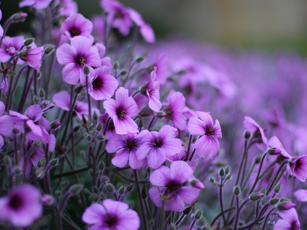 Macro close-up of beautiful flowers HD wallpapers #7 - 1024x768