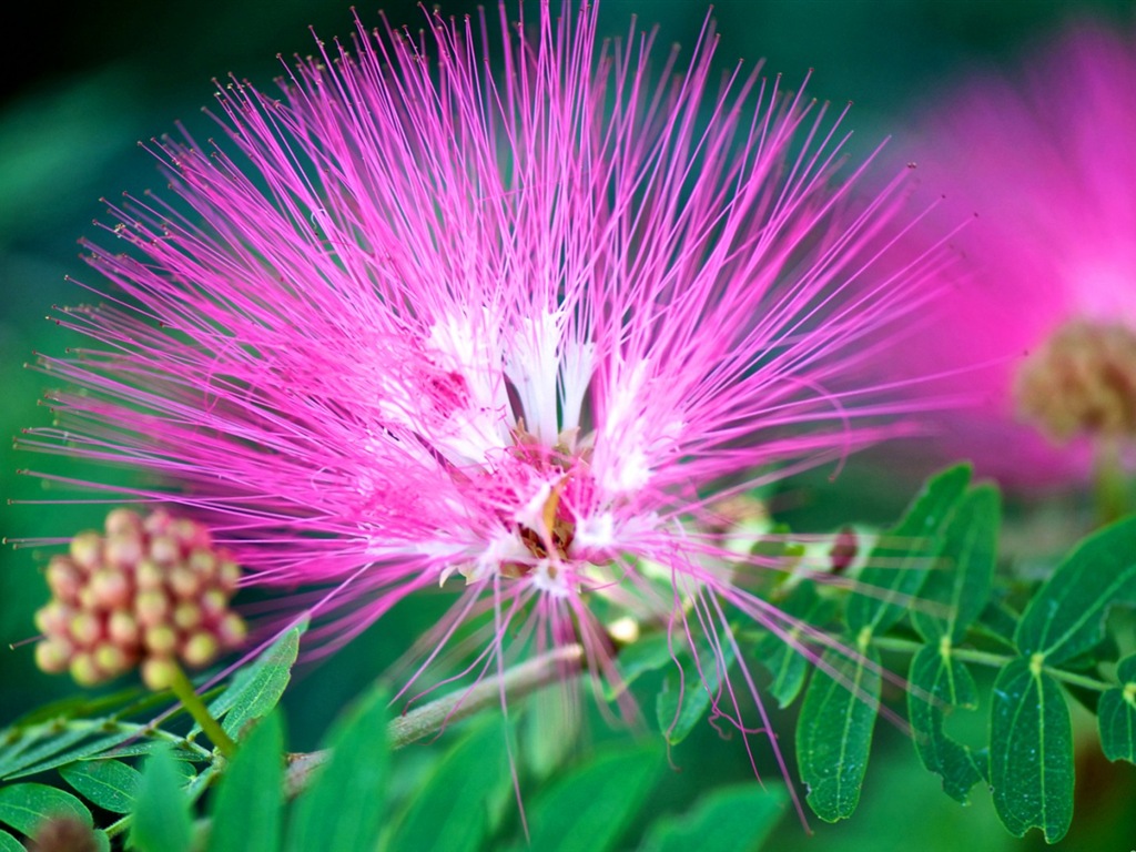 Macro close-up of beautiful flowers HD wallpapers #11 - 1024x768