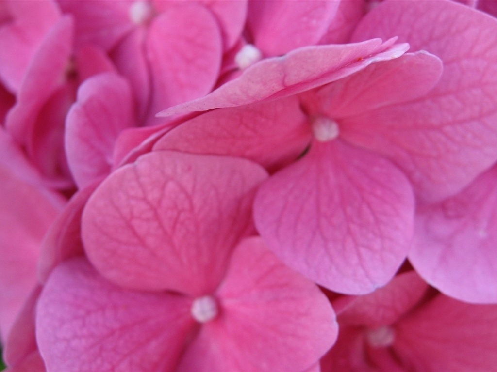 Macro close-up of beautiful flowers HD wallpapers #12 - 1024x768