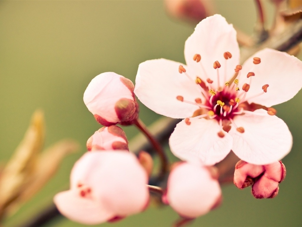 Macro close-up of beautiful flowers HD wallpapers #13 - 1024x768